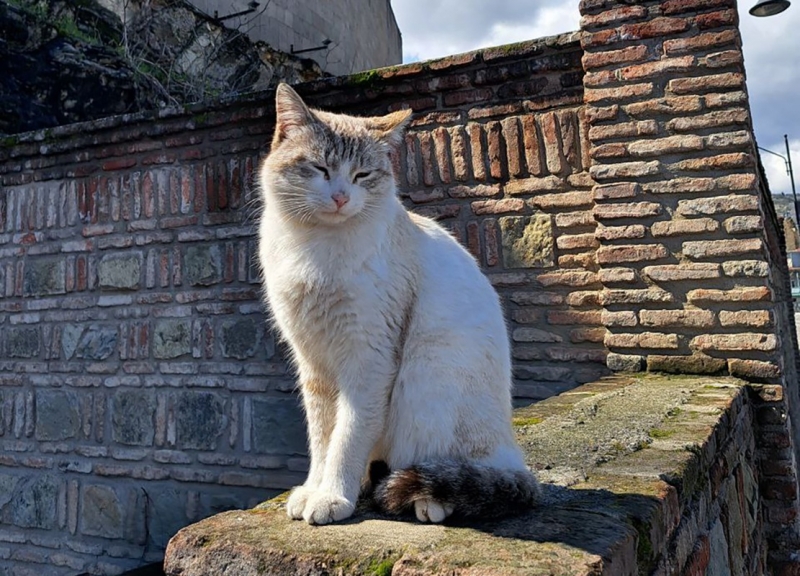 Кошка