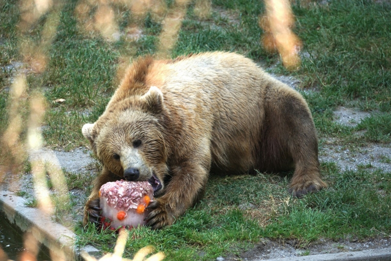 Медведь