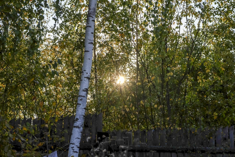 береза
