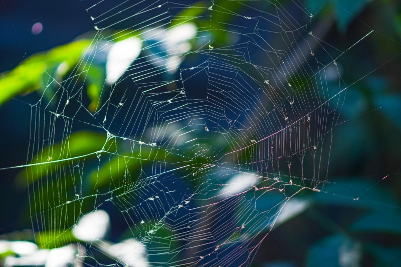 паутина