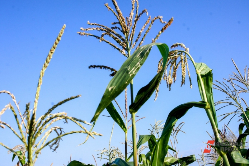Кукуруза