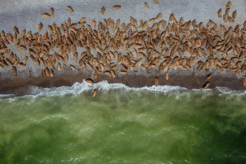 Арктический шельф