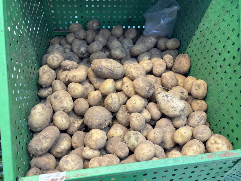 В Свердловской области дешевеют сезонные овощи