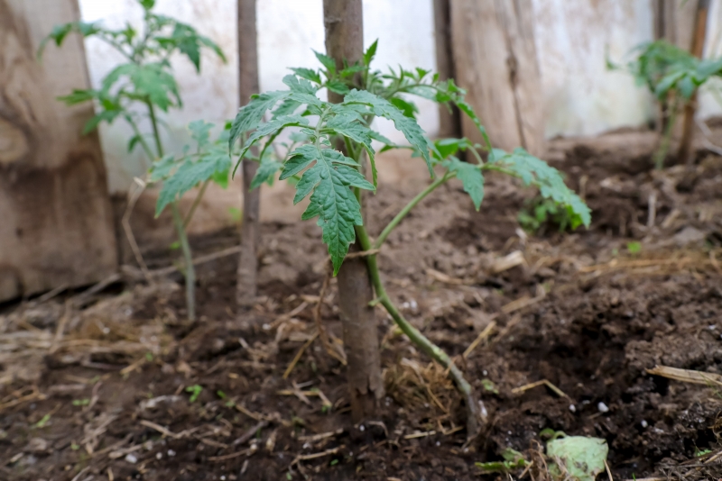 В регионе орудует опасный вредитель