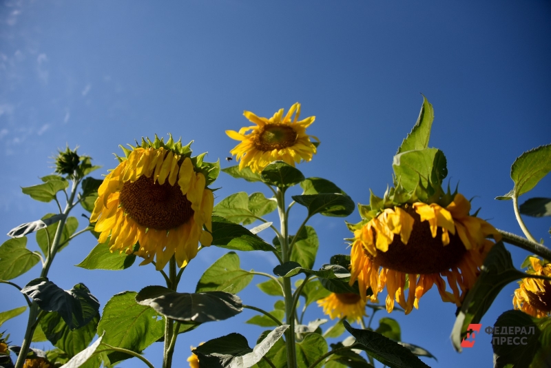 В Свердловскую область приходит солнце