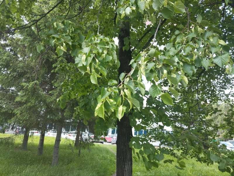 Погода будет теплой