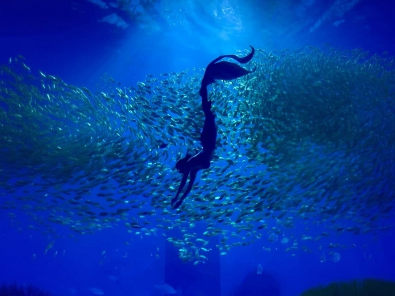 Шоу русалок