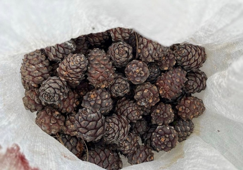 кедровая шишка