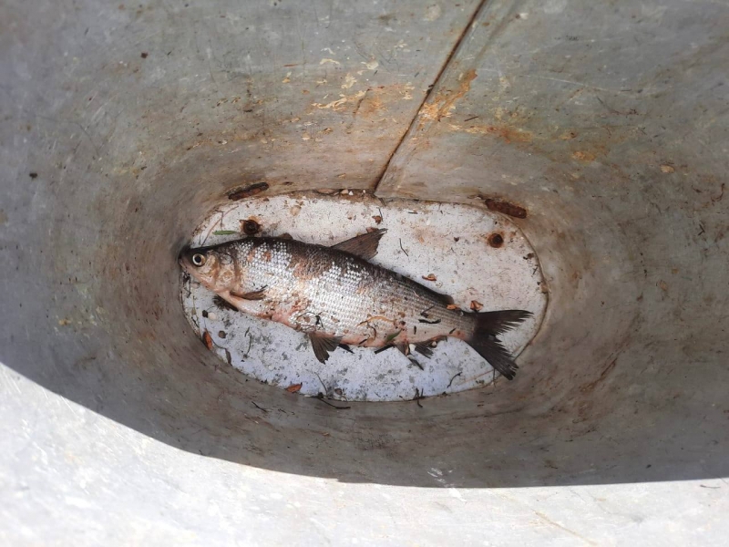 Лечение гельминтоза должно проводиться только под контролем врача в стационаре