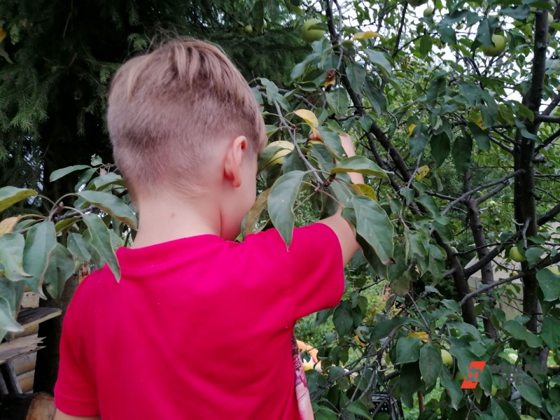 Летние сорта яблок начинают собирать со второй половины августа, а осенние сорта – с конца августа и начала сентября