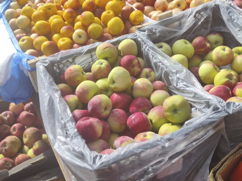 Летние сорта яблок начинают собирать со второй половины августа, а осенние сорта – с конца августа и начала сентября