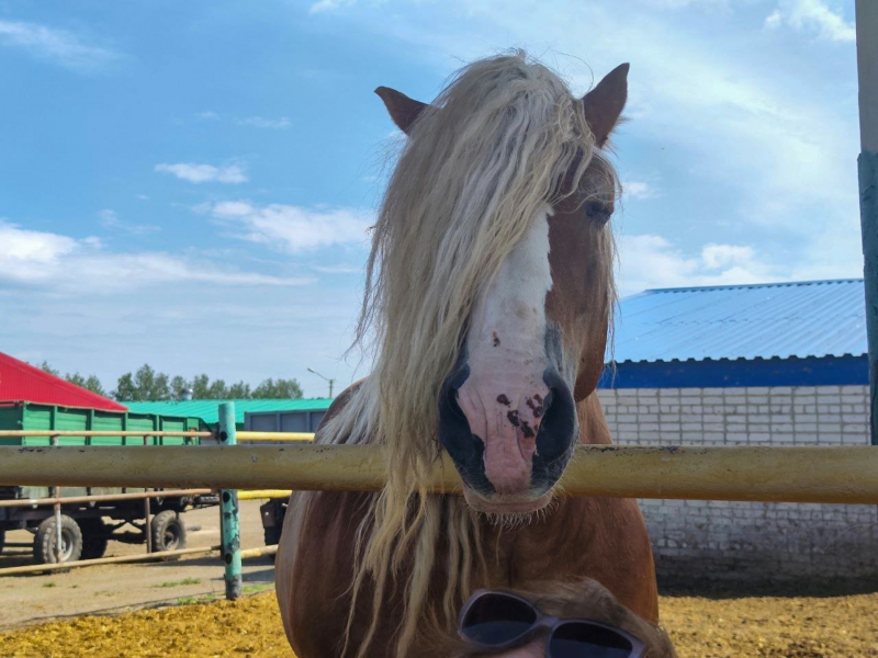 лошади кисловодск