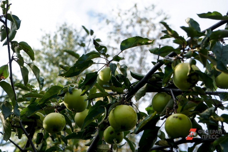 В Свердловскую область приходят заморозки