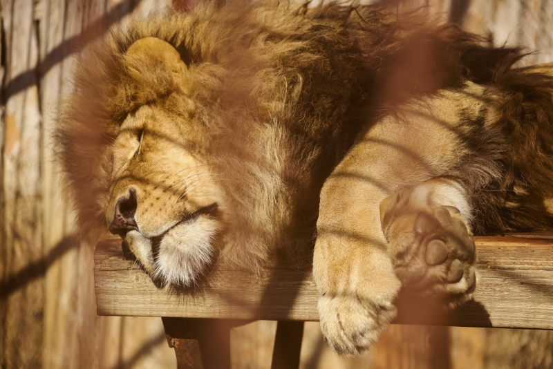 Свердловчанам нельзя содержать сотни животных