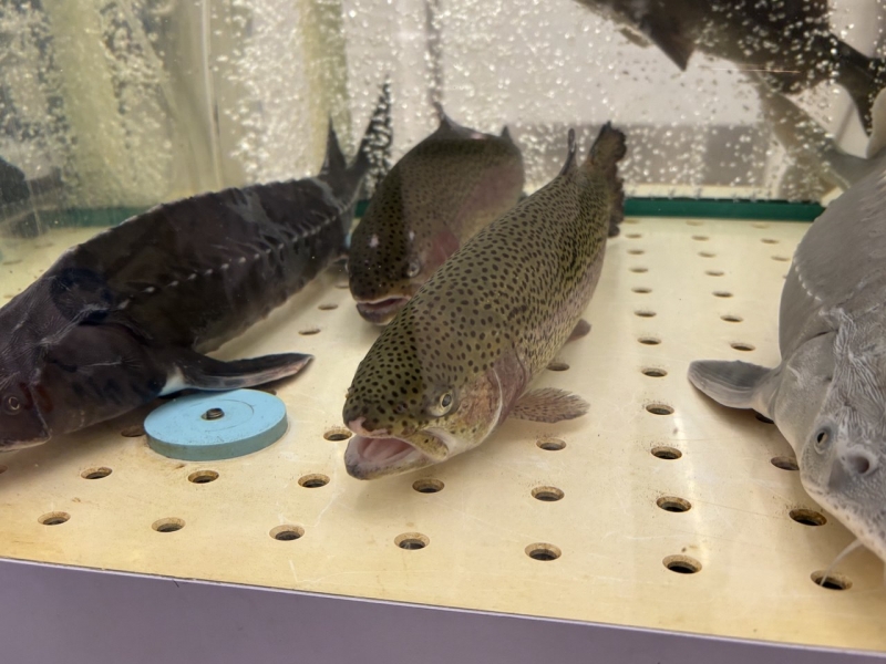 Рыба в российских регионах продолжает дорожать