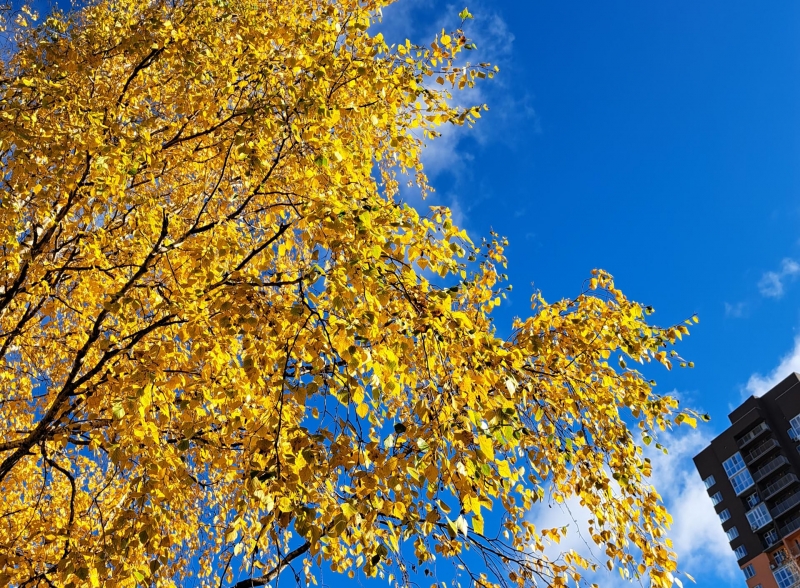 В Свердловской области начались золотые дни