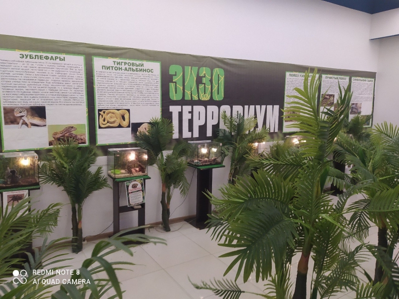 выставка пауков