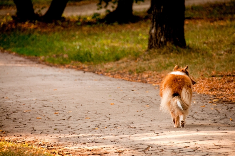 Собака в осеннем парке