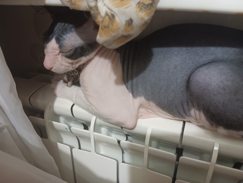 Кошка на батарее