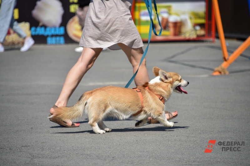 Домашнее животное