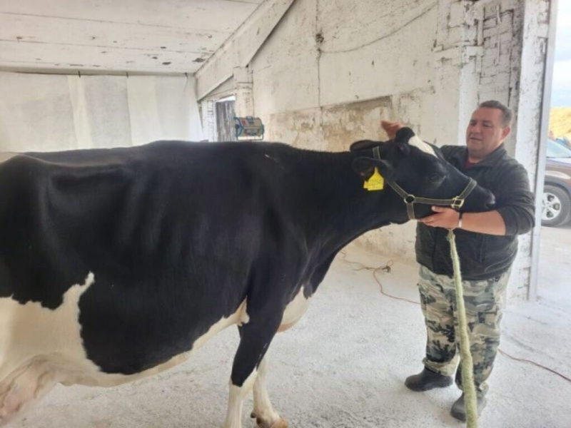 Подмосковная корова