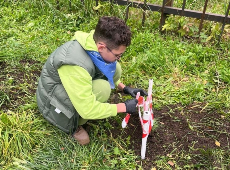 Высадка деревьев