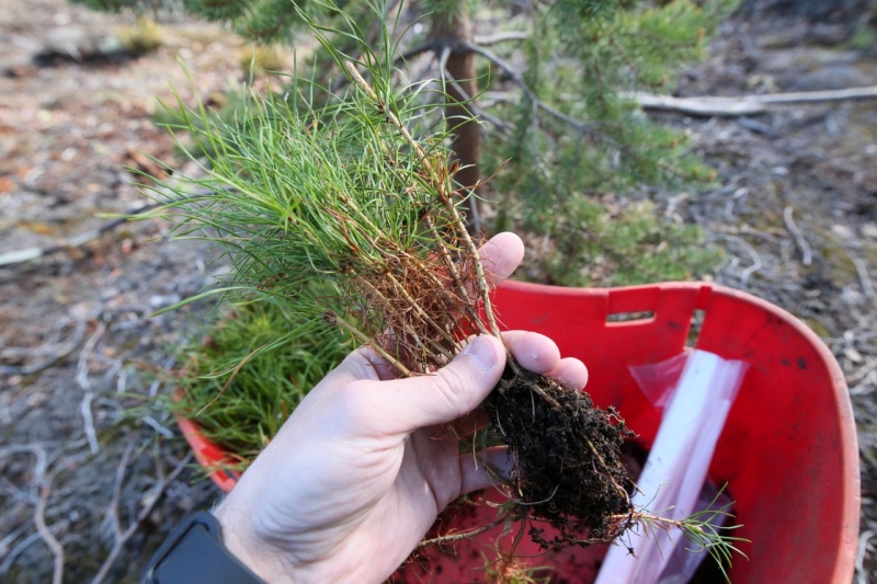 Мурманскую область считают сердцем Арктики