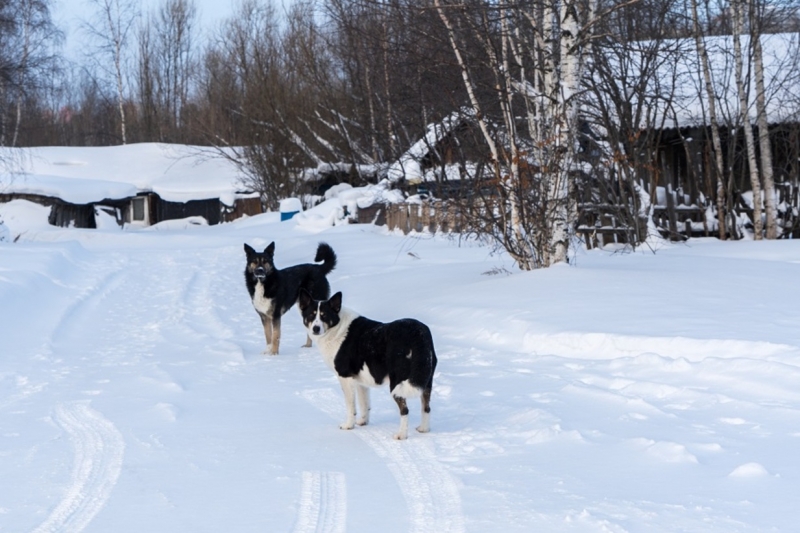 собаки, село