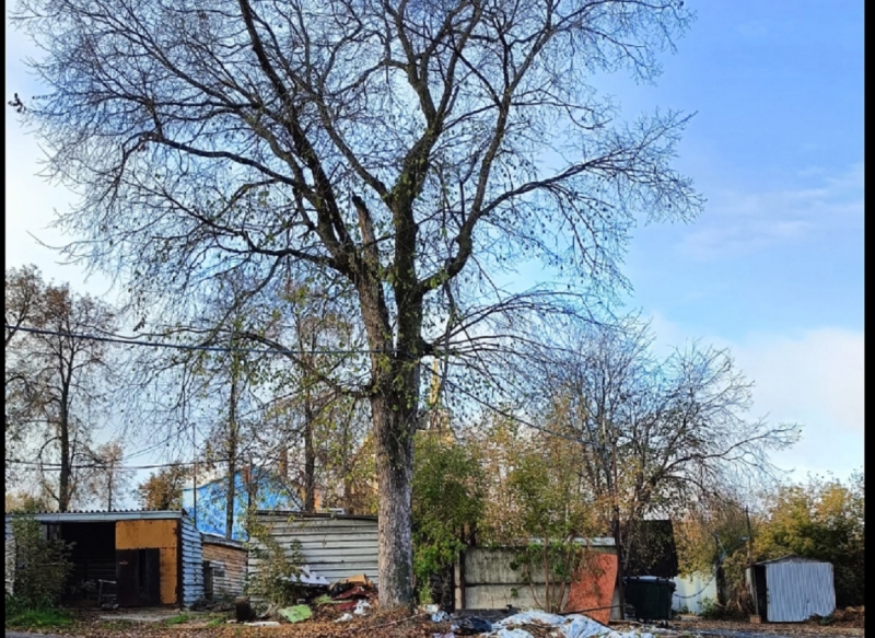 Территорию старого зверинца ждет масштабная реконструкция