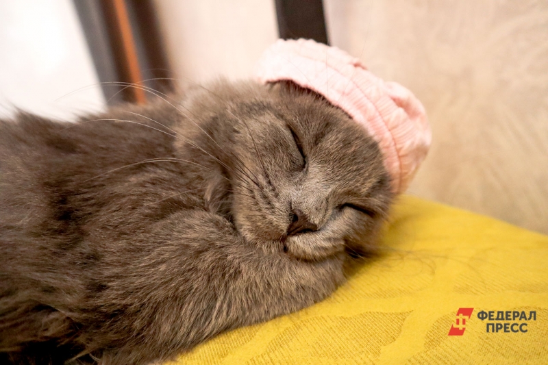 Кот спит в тепле