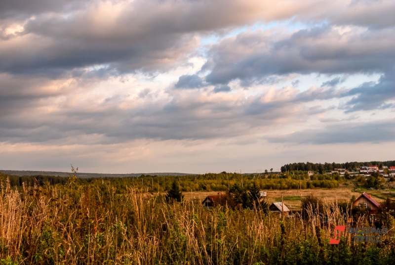 По версии следствия, бездомные собаки держат в страхе жителей поселка уже давно