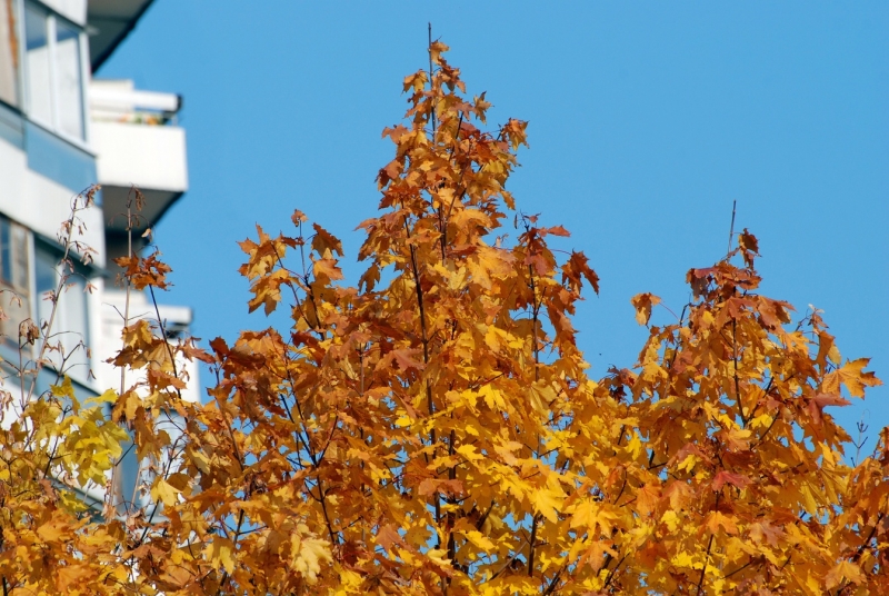 дом и осень