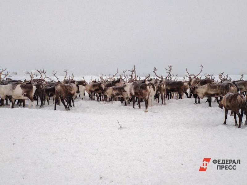Крайний Север