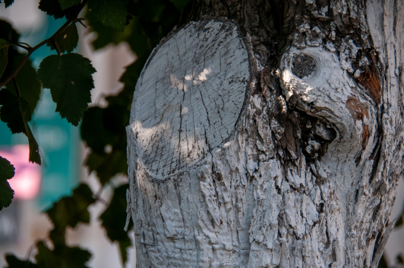 Побелка деревьев