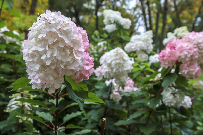 Гортензии