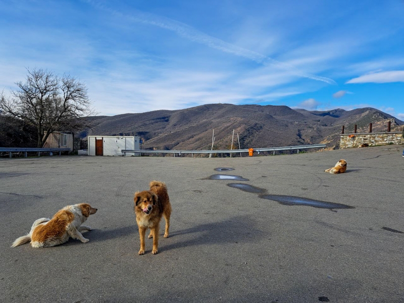Основной причиной появления бездомных собак на улицах городов эксперты считают халатность и безответственность хозяев