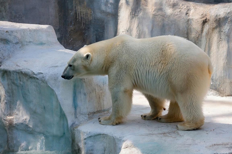 Животные в зоопарке Пекина