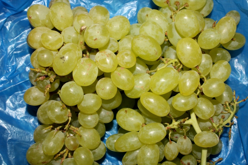 Виноград