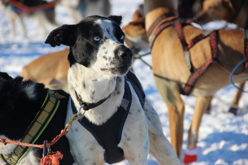В регионе работают 13 муниципальных приютов для животных