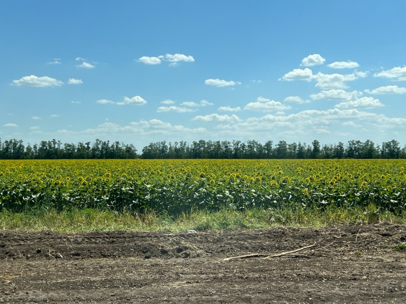 Стали известны итоги садоводства Ставрополья в 2025 году