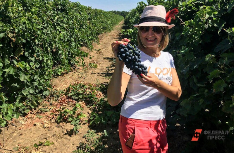 Ставрополье показало рекорд в сфере виноградарства