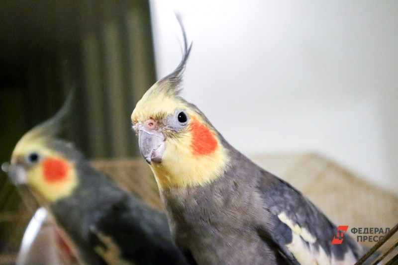Разведением попугаев занимается бизнесмен из Екатеринбурга
