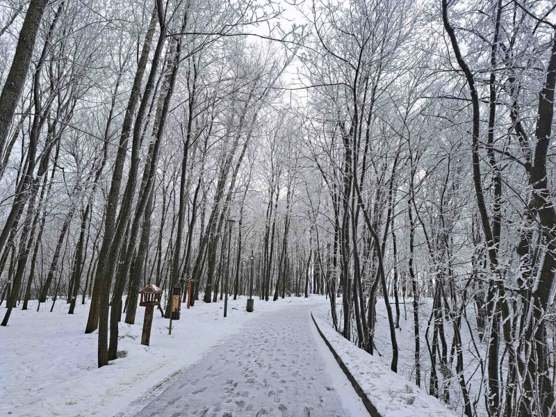 Популярный у горожан парк будет преобразован