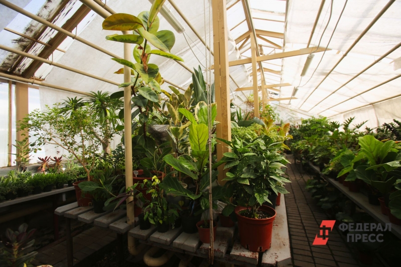 Сотрудники ботсада использовали обогреватели, чтобы поддерживать нужную температуру