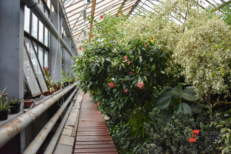 Сотрудники ботсада использовали обогреватели, чтобы поддерживать нужную температуру