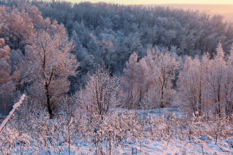 Зимняя тайга