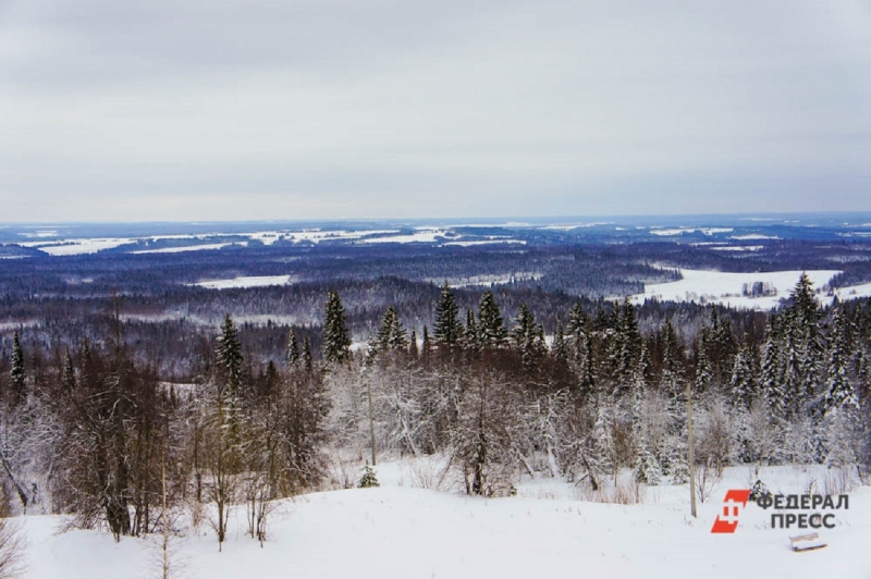 Зимняя тайга