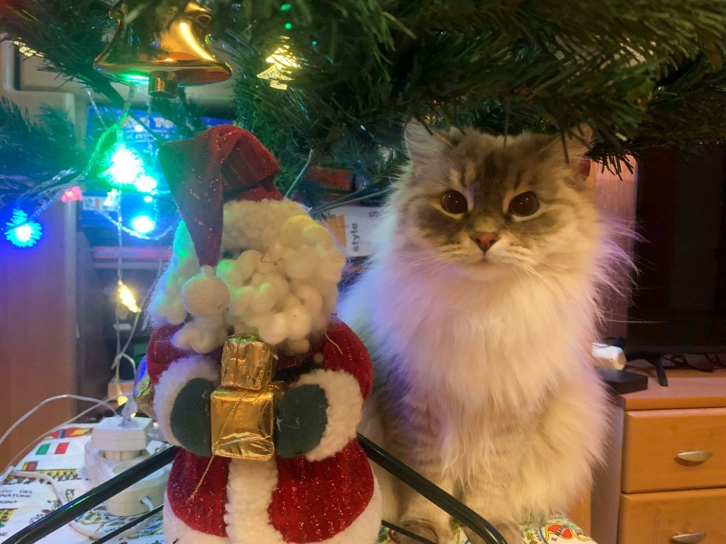 гирлянда и кот