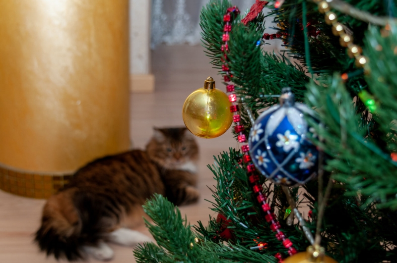 В городе официально работают 74 точки по продажи елок