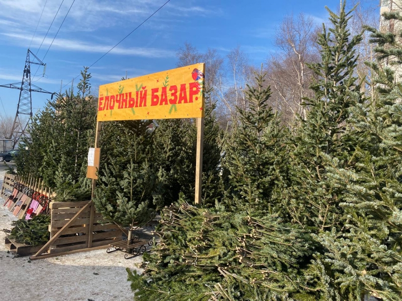 В городе официально работают 74 точки по продажи елок